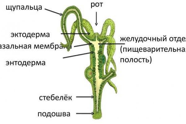 Блэк спрут bs2link co