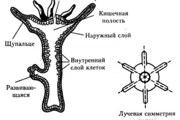 Блэк спрут что