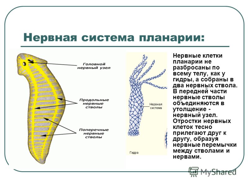 Блэкспрут площадка