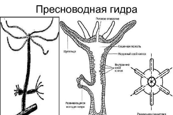 Рабочая ссылка блэкспрут тор 1blacksprut me