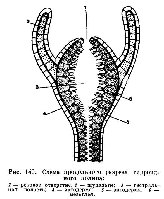 Блэк спрут будущее